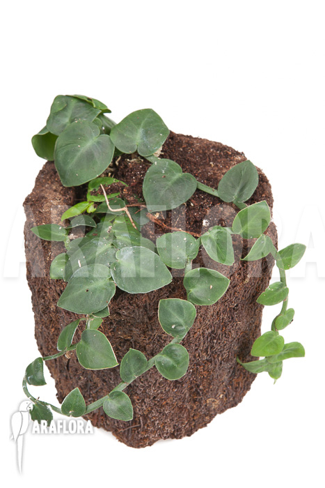 Rhaphidophora celatocaulis ‘Small species’ ‘L’