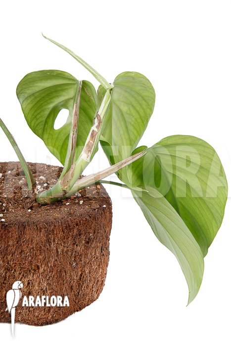 Rhaphidophora pertusa