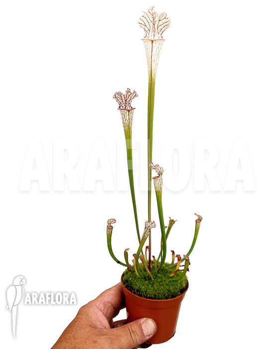 Sarracenia leucophylla ‘Red Line’