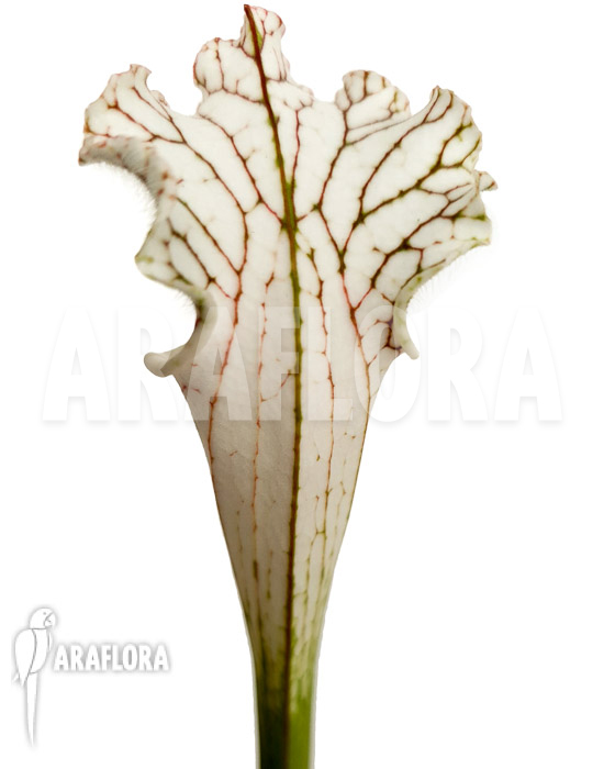 Sarracenia leucophylla ‘Red Line’