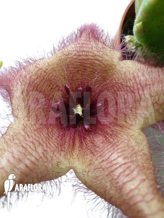 Stapelia gigantea