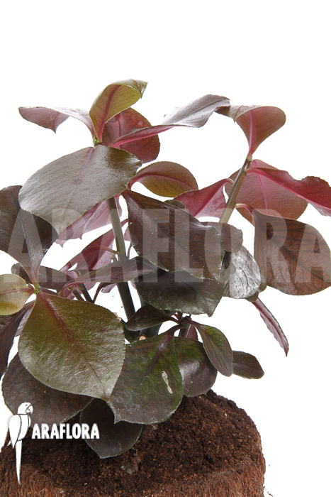 Synadenium grantii ‘rubra’