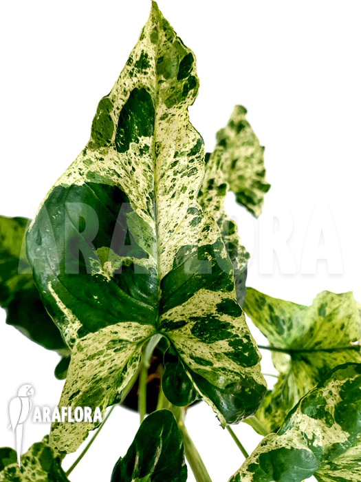 Syngonium ‘mottled mojito’