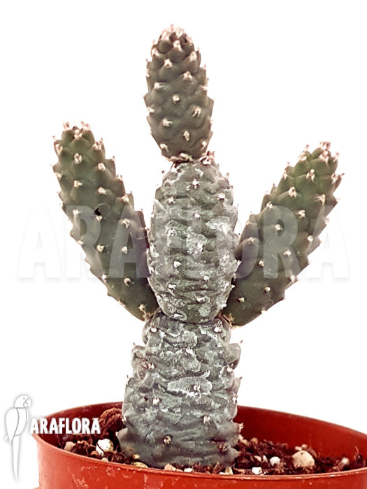 Tephrocactus molinensis