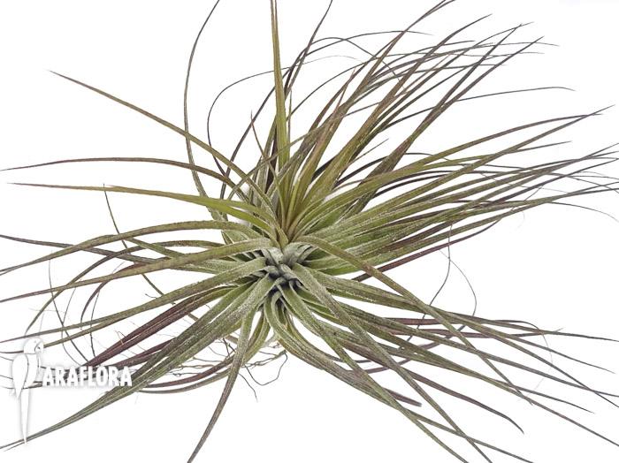 Tillandsia stricta &lsquo;silver&rsquo;
