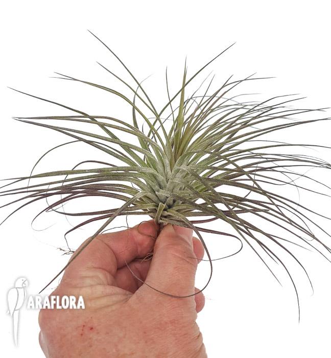Tillandsia stricta &lsquo;silver&rsquo; 2
