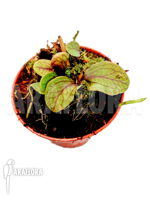 Utricularia calycifida ‘starter’