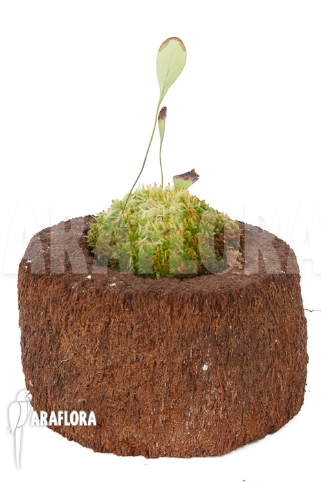 Utricularia humboldtii