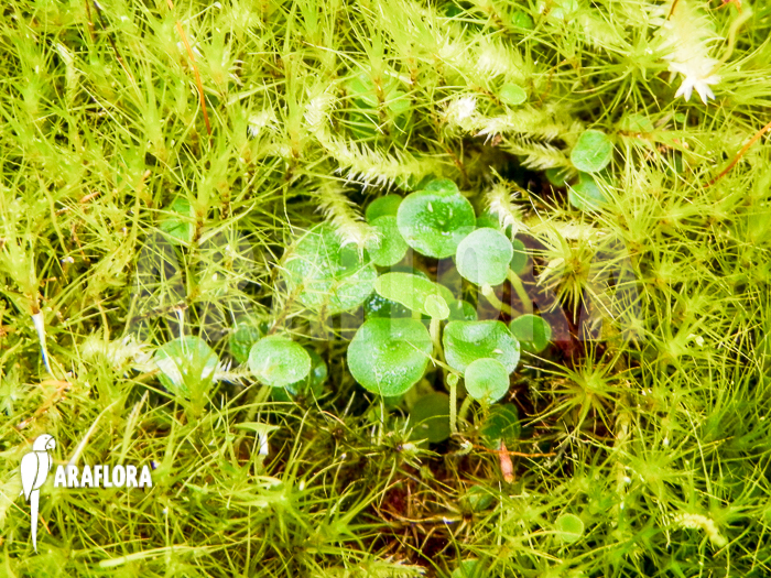 Flower Utricularia pubescens serra do araca