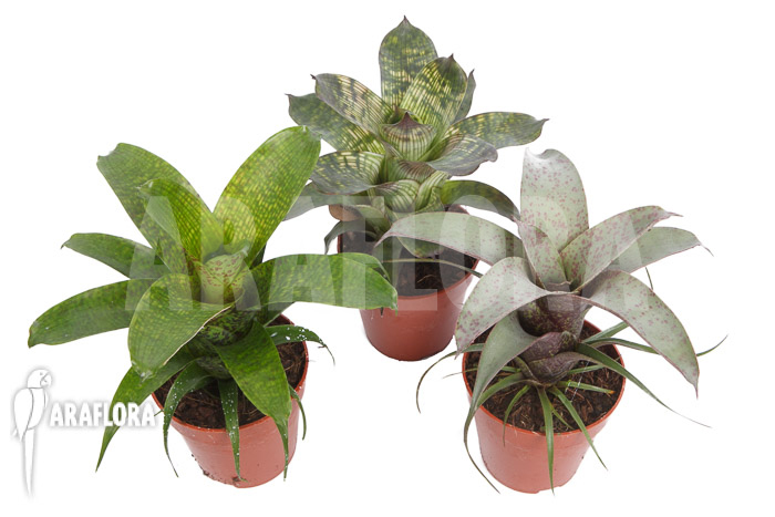 Vriesea package 3 species