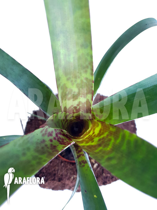 Vriesea pardalina ‘Lacy’