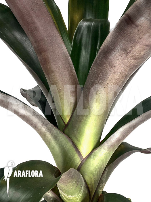 Vriesea skotakii ‘M’