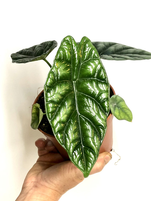 Alocasia sinuata