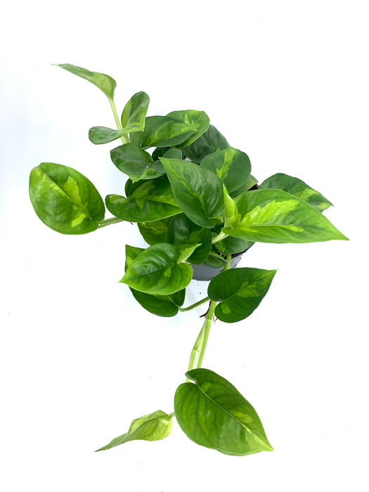 Epipremnum aureum &lsquo;Global Green&rsquo;