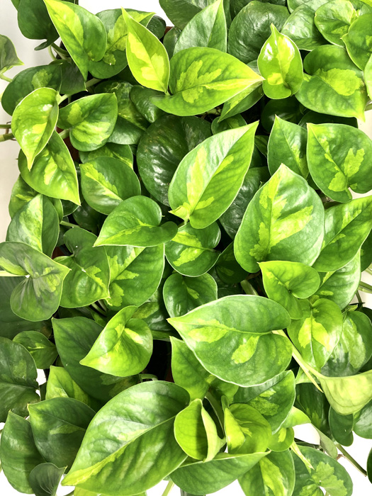 Epipremnum aureum &lsquo;Global Green&rsquo;
