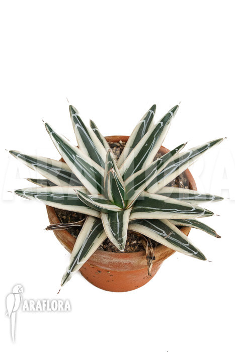 Agave victoriae reginae ‘White rhino’