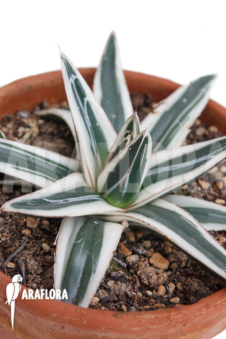 Agave victoriae reginae ‘White rhino’ ‘M’