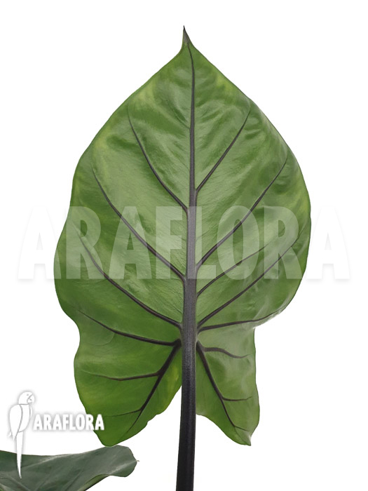 Alocasia &lsquo;Black cobra&rsquo;