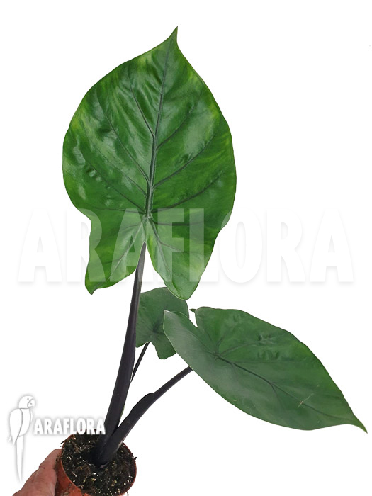 Alocasia &lsquo;Black cobra&rsquo;