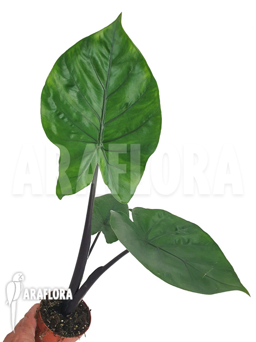 Alocasia &lsquo;Black cobra&rsquo;