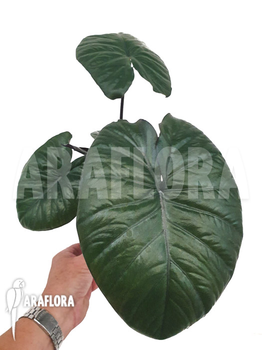 Alocasia &lsquo;Chocolat green&rsquo;
