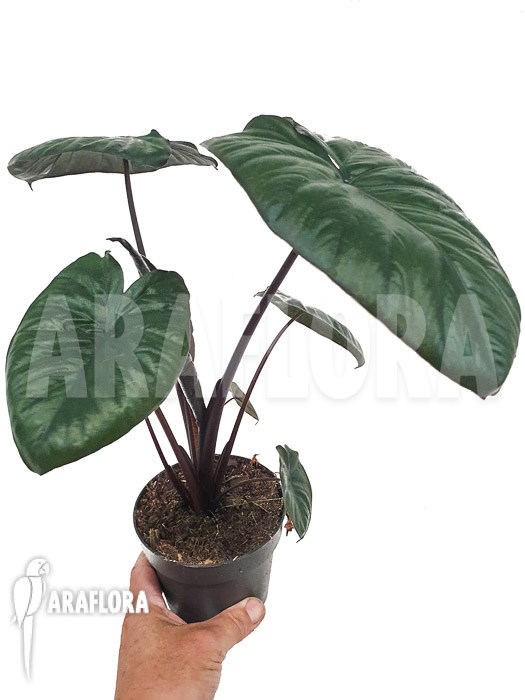 Alocasia &lsquo;Chocolat green&rsquo;
