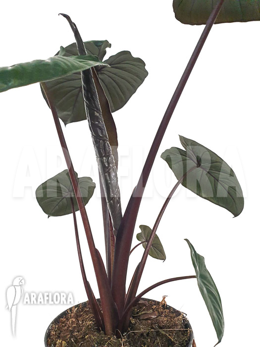 Alocasia &lsquo;Chocolat green&rsquo;