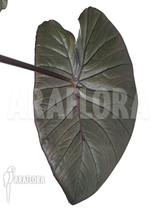 Alocasia &lsquo;Chocolat green&rsquo;