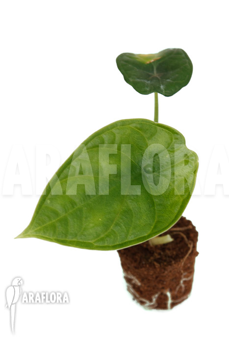 Alocasia &lsquo;Dragon Scale Round form&rsquo; &lsquo;Plug&rsquo;