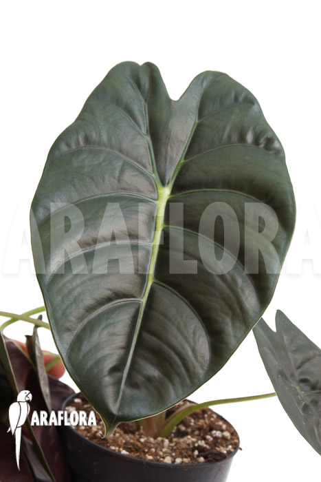 Alocasia &lsquo;Golden Bone&rsquo;