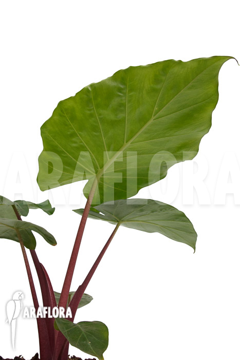 Alocasia &lsquo;Imperial Red&rsquo;