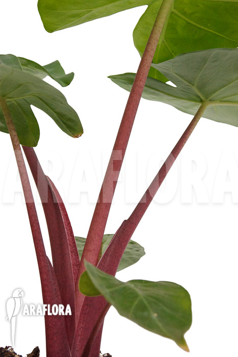 Alocasia &lsquo;Imperial Red&rsquo;