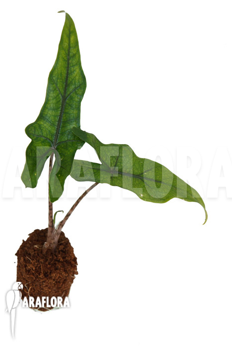 Alocasia &lsquo;Jacklyn Narrow&rsquo; &lsquo;Plug&rsquo;