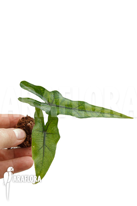 Alocasia &lsquo;Jacklyn Narrow&rsquo; &lsquo;Plug&rsquo;