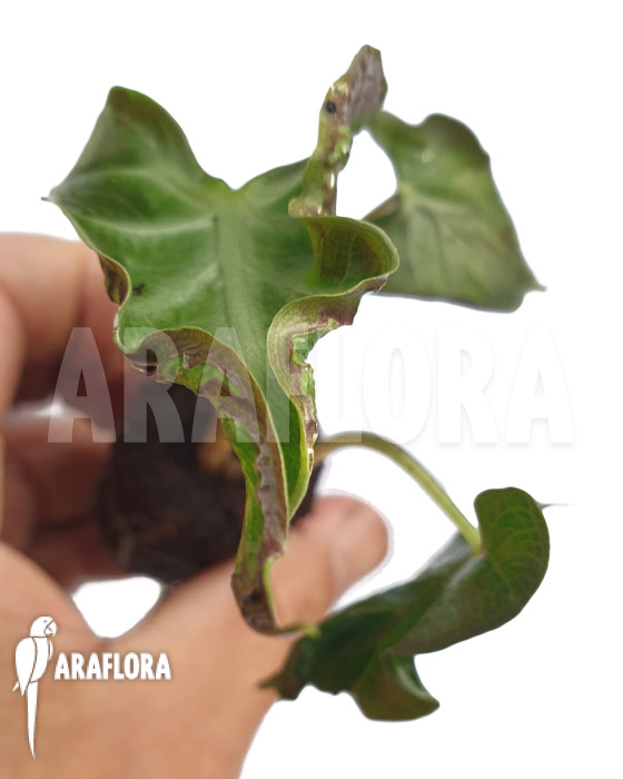 Alocasia &lsquo;Loco&rsquo; &lsquo;Starter&rsquo;