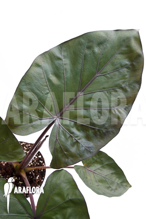 Alocasia &lsquo;Metalhead&rsquo;