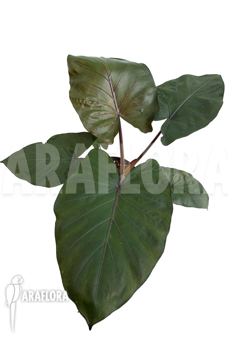 Alocasia &lsquo;Metalhead&rsquo;