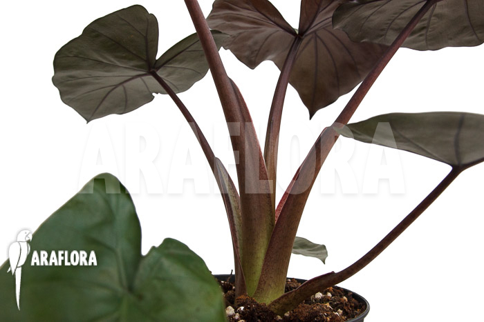 Alocasia &lsquo;Metalhead&rsquo;