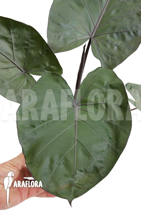 Alocasia &lsquo;Metalhead&rsquo;