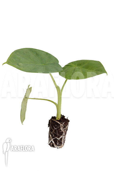 Alocasia &lsquo;Opal Beauty&rsquo; &lsquo;Plug&rsquo;