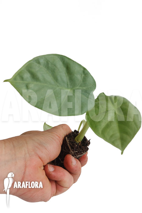 Alocasia &lsquo;Opal Beauty&rsquo; &lsquo;Plug&rsquo;