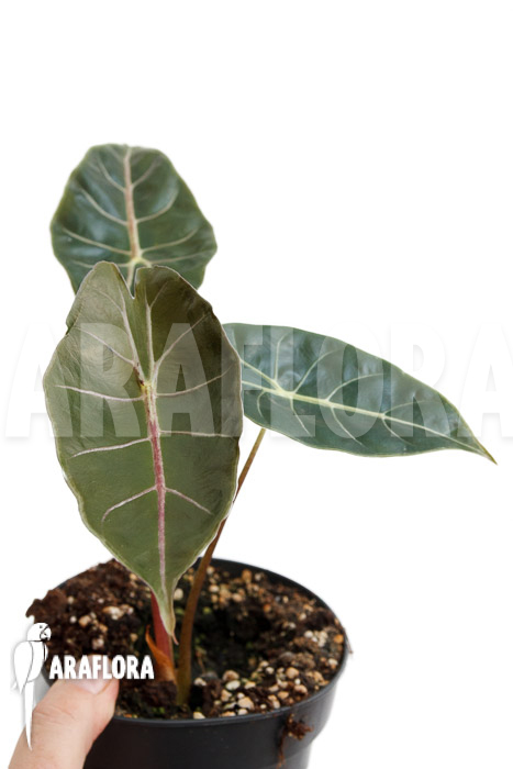 Alocasia &lsquo;Purple Prince&rsquo;