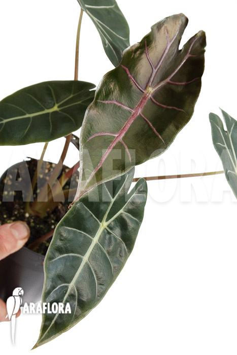 Alocasia &lsquo;Purple Prince&rsquo;