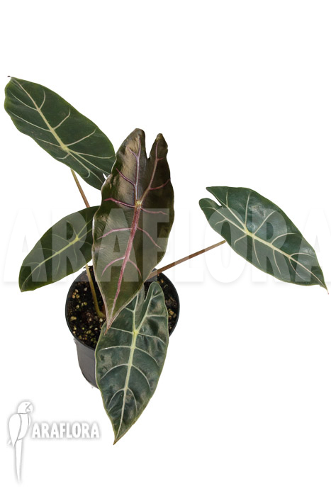 Alocasia &lsquo;Purple Prince&rsquo;