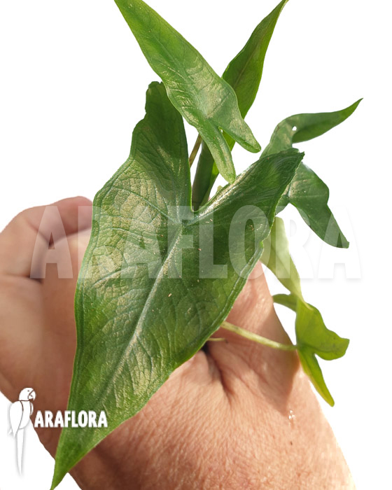 Alocasia &lsquo;Sabrina&rsquo; &lsquo;Starter&rsquo;