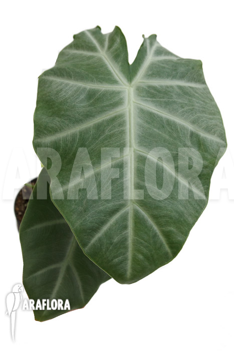 Alocasia &lsquo;Silver Feathers&rsquo;