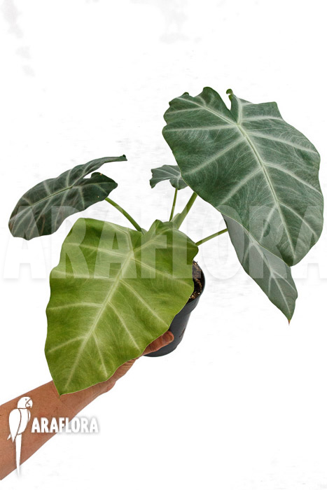 Alocasia &lsquo;Silver Feathers&rsquo;
