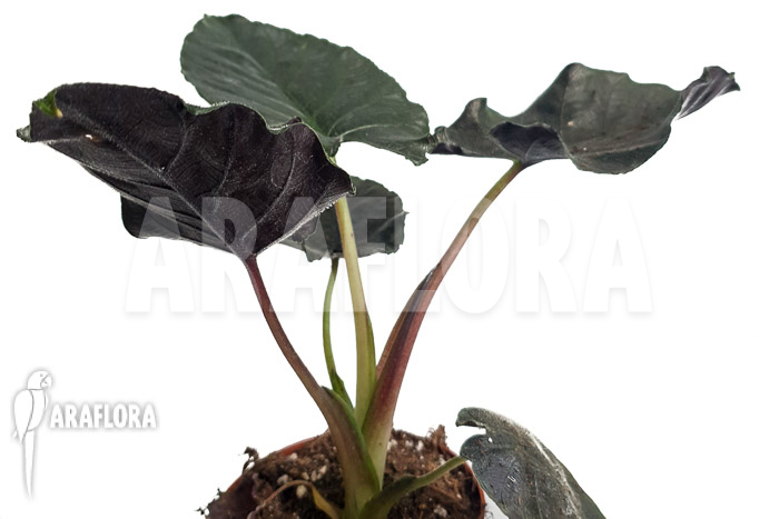 Alocasia chienlii &lsquo;antoro velvet&rsquo;