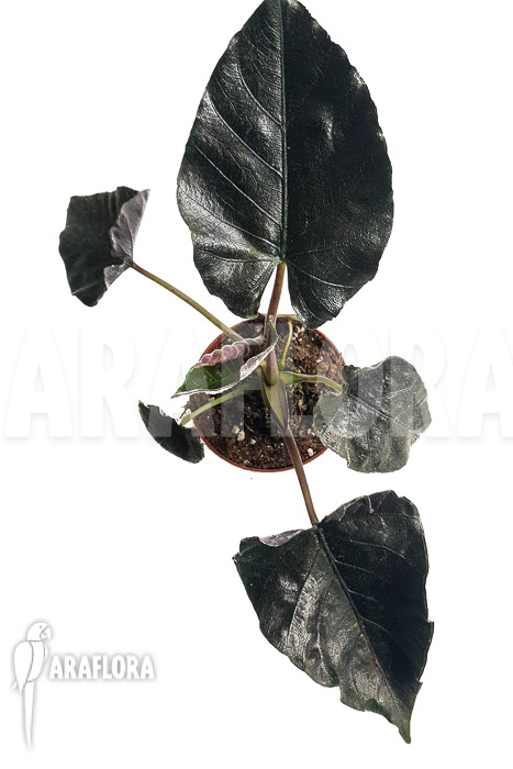 Alocasia chienlii &lsquo;antoro velvet&rsquo;