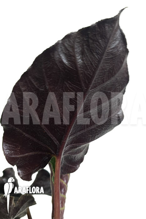 Alocasia chienlii &lsquo;antoro velvet&rsquo;
